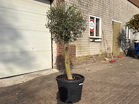 Olijfboom florida - olea europaea - hoogte ca. 170 cm - afbeelding 3 van  6