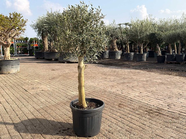 Olijfboom florida - olea europaea - hoogte ca. 170 cm - afbeelding 4 van  6