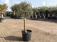 Olijfboom florida - olea europaea - hoogte ca. 170 cm - afbeelding 4 van  6