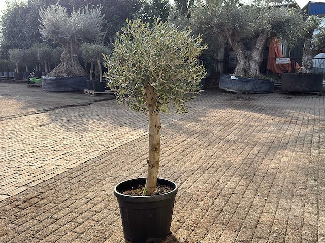 Olijfboom florida - olea europaea - hoogte ca. 170 cm - afbeelding 5 van  6