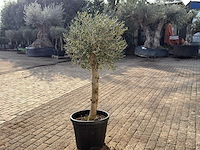 Olijfboom florida - olea europaea - hoogte ca. 170 cm - afbeelding 5 van  6