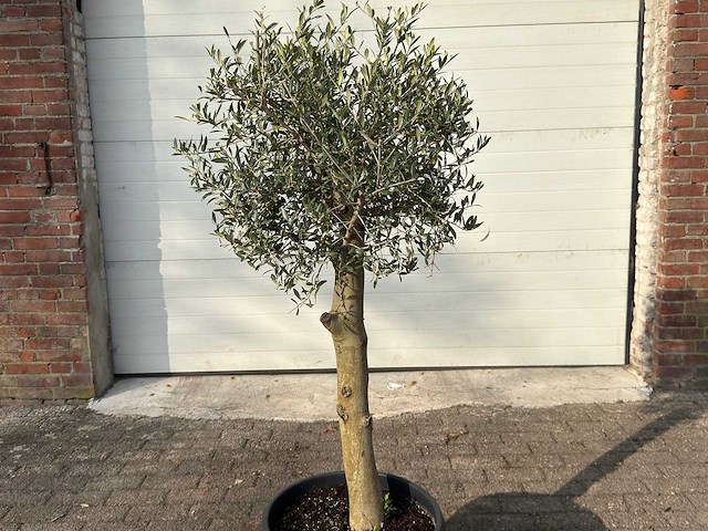 Olijfboom florida - olea europaea - hoogte ca. 170 cm - afbeelding 6 van  6