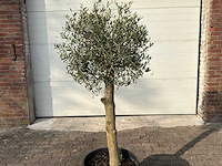 Olijfboom florida - olea europaea - hoogte ca. 170 cm - afbeelding 6 van  6