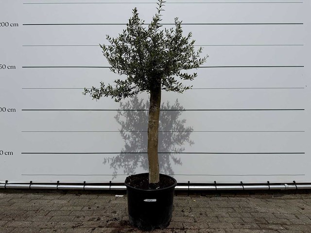 Olijfboom florida - olea europaea - hoogte ca. 170 cm - afbeelding 1 van  3