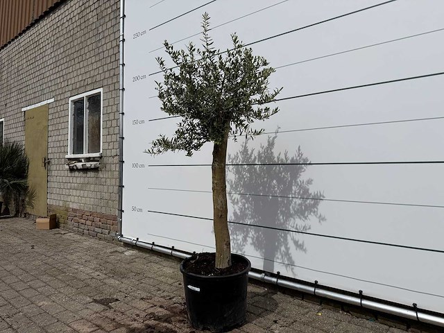 Olijfboom florida - olea europaea - hoogte ca. 170 cm - afbeelding 2 van  3