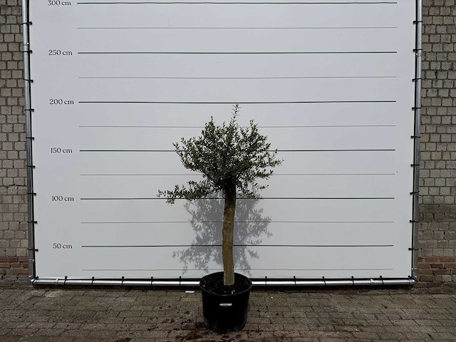 Olijfboom florida - olea europaea - hoogte ca. 170 cm - afbeelding 3 van  3