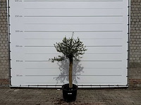 Olijfboom florida - olea europaea - hoogte ca. 170 cm - afbeelding 3 van  3