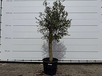 Olijfboom florida - olea europaea - hoogte ca. 170 cm - afbeelding 1 van  3