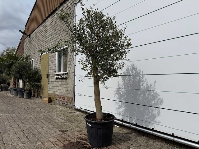 Olijfboom florida - olea europaea - hoogte ca. 170 cm - afbeelding 2 van  3