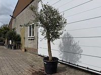 Olijfboom florida - olea europaea - hoogte ca. 170 cm - afbeelding 2 van  3