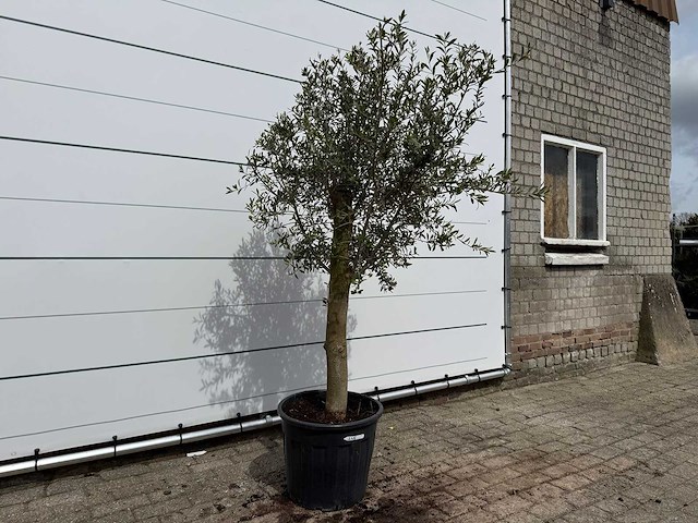 Olijfboom florida - olea europaea - hoogte ca. 170 cm - afbeelding 3 van  3
