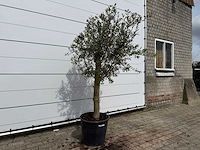 Olijfboom florida - olea europaea - hoogte ca. 170 cm - afbeelding 3 van  3