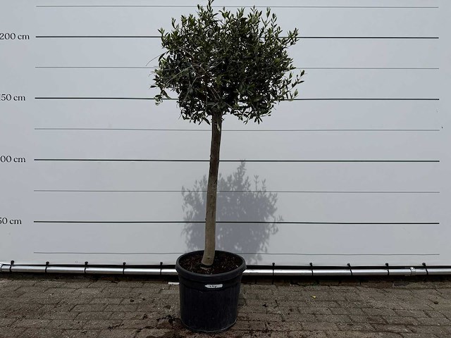 Olijfboom florida - olea europaea - hoogte ca. 170 cm - afbeelding 1 van  2