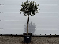 Olijfboom florida - olea europaea - hoogte ca. 170 cm - afbeelding 1 van  2