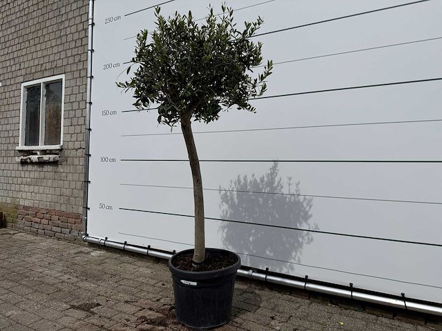 Olijfboom florida - olea europaea - hoogte ca. 170 cm - afbeelding 2 van  2