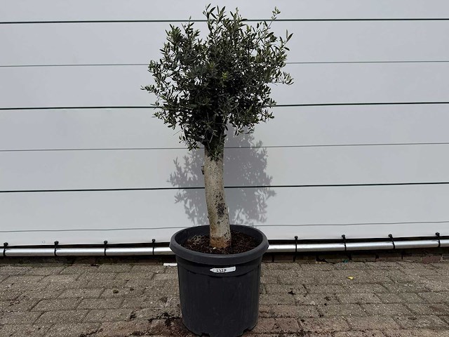 Olijfboom florida - olea europaea - hoogte ca. 170 cm - afbeelding 1 van  3