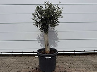 Olijfboom florida - olea europaea - hoogte ca. 170 cm - afbeelding 1 van  3