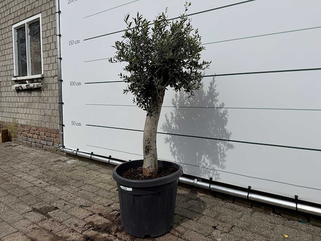 Olijfboom florida - olea europaea - hoogte ca. 170 cm - afbeelding 2 van  3