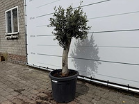 Olijfboom florida - olea europaea - hoogte ca. 170 cm - afbeelding 2 van  3