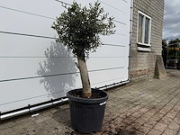 Olijfboom florida - olea europaea - hoogte ca. 170 cm - afbeelding 3 van  3