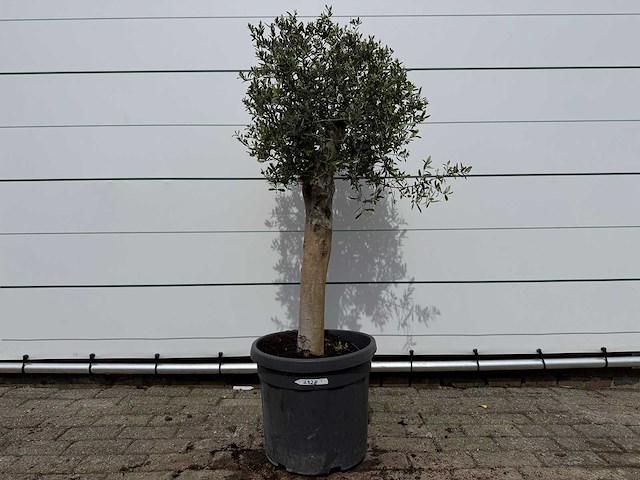 Olijfboom florida - olea europaea - hoogte ca. 170 cm - afbeelding 1 van  2