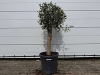 Olijfboom florida - olea europaea - hoogte ca. 170 cm - afbeelding 1 van  2