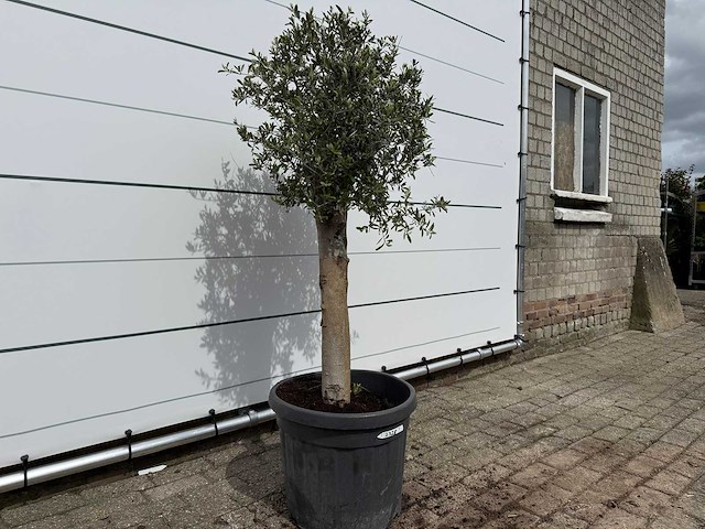 Olijfboom florida - olea europaea - hoogte ca. 170 cm - afbeelding 2 van  2