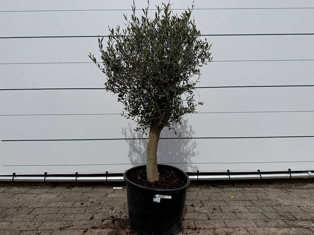 Olijfboom florida - olea europaea - hoogte ca. 170 cm - afbeelding 1 van  4