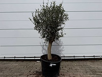 Olijfboom florida - olea europaea - hoogte ca. 170 cm - afbeelding 1 van  4