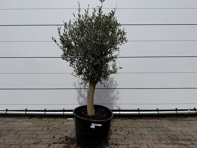 Olijfboom florida - olea europaea - hoogte ca. 170 cm - afbeelding 2 van  4