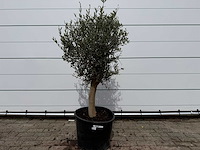 Olijfboom florida - olea europaea - hoogte ca. 170 cm - afbeelding 2 van  4