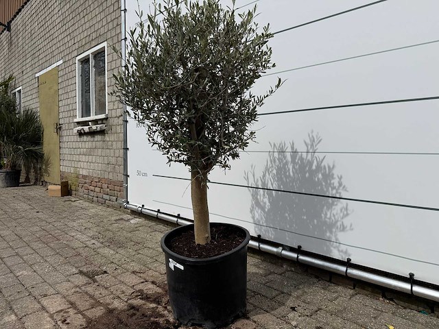 Olijfboom florida - olea europaea - hoogte ca. 170 cm - afbeelding 3 van  4