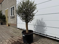 Olijfboom florida - olea europaea - hoogte ca. 170 cm - afbeelding 3 van  4