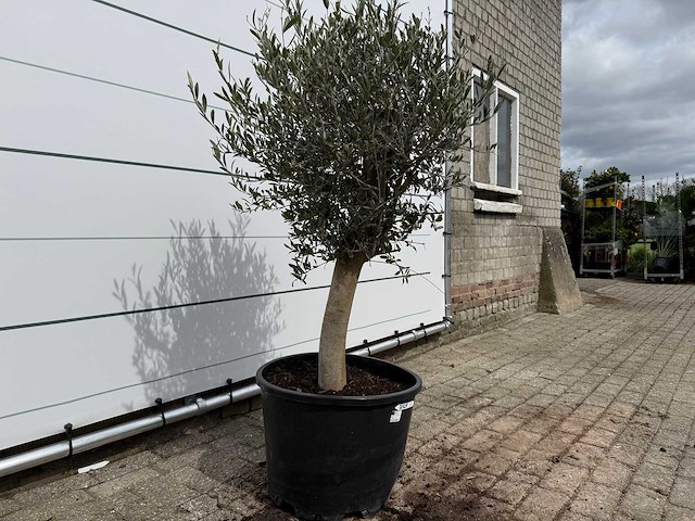 Olijfboom florida - olea europaea - hoogte ca. 170 cm - afbeelding 4 van  4