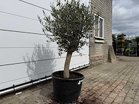 Olijfboom florida - olea europaea - hoogte ca. 170 cm - afbeelding 4 van  4