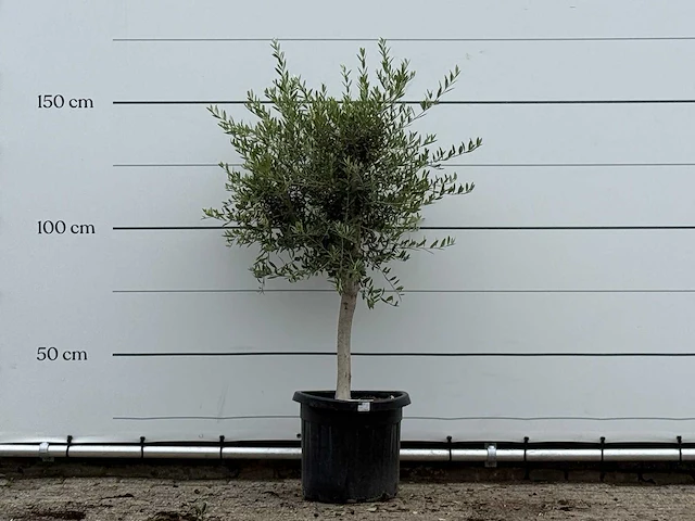 Olijfboom florida smal - olea europaea - ca. 20 jaar oud - hoogte ca. 180 cm - afbeelding 1 van  3