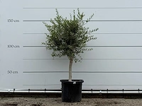 Olijfboom florida smal - olea europaea - ca. 20 jaar oud - hoogte ca. 180 cm