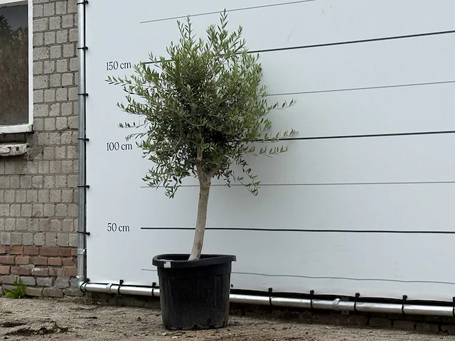 Olijfboom florida smal - olea europaea - ca. 20 jaar oud - hoogte ca. 180 cm - afbeelding 2 van  3