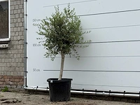 Olijfboom florida smal - olea europaea - ca. 20 jaar oud - hoogte ca. 180 cm - afbeelding 2 van  3