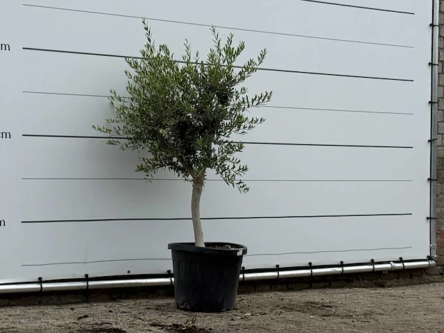Olijfboom florida smal - olea europaea - ca. 20 jaar oud - hoogte ca. 180 cm - afbeelding 3 van  3