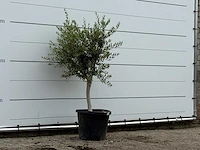 Olijfboom florida smal - olea europaea - ca. 20 jaar oud - hoogte ca. 180 cm - afbeelding 3 van  3