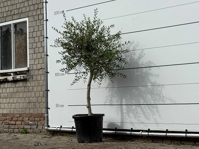 Olijfboom florida smal - olea europaea - ca. 25 jaar oud - hoogte ca. 170 cm - afbeelding 2 van  2