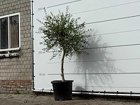 Olijfboom florida smal - olea europaea - ca. 25 jaar oud - hoogte ca. 170 cm - afbeelding 2 van  2