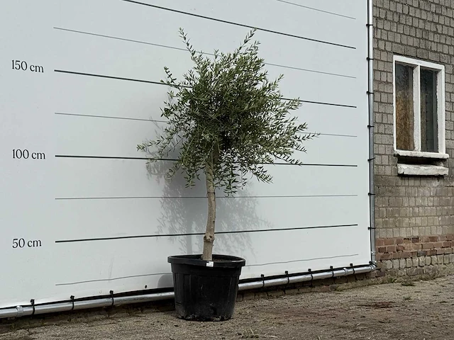 Olijfboom florida smal - olea europaea - ca. 25 jaar oud - hoogte ca. 170 cm - afbeelding 1 van  3