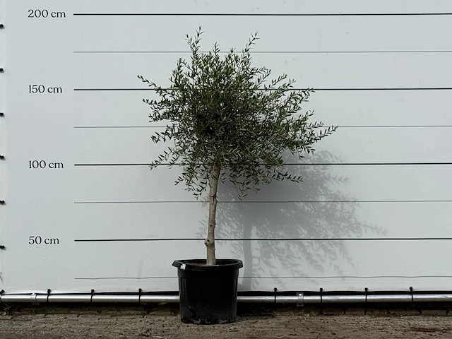 Olijfboom florida smal - olea europaea - ca. 25 jaar oud - hoogte ca. 170 cm - afbeelding 2 van  3