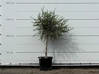 Olijfboom florida smal - olea europaea - ca. 25 jaar oud - hoogte ca. 170 cm - afbeelding 2 van  3