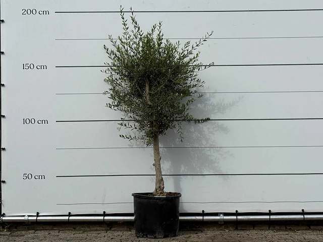 Olijfboom florida smal - olea europaea - ca. 25 jaar oud - hoogte ca. 180 cm - afbeelding 1 van  3