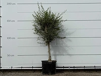 Olijfboom florida smal - olea europaea - ca. 25 jaar oud - hoogte ca. 180 cm