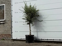Olijfboom florida smal - olea europaea - ca. 25 jaar oud - hoogte ca. 180 cm - afbeelding 2 van  3