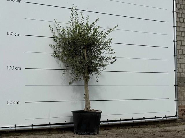 Olijfboom florida smal - olea europaea - ca. 25 jaar oud - hoogte ca. 180 cm - afbeelding 3 van  3